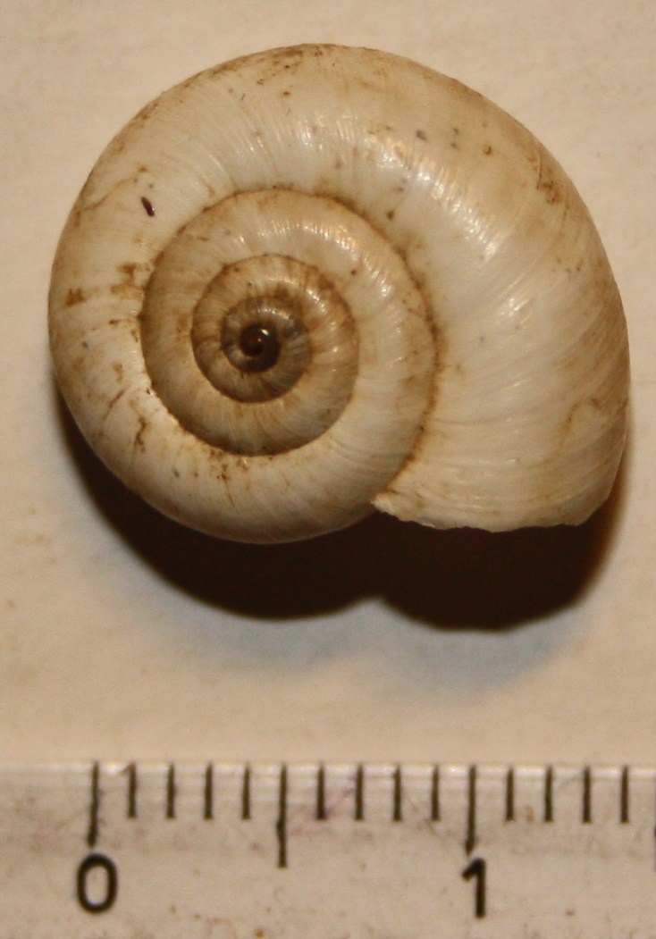 Monacha cartusiana e Cernuella cf. neglecta